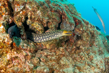 Black moray eel and Fangtooth moray eel, closeup in Tenerife, Canary Islands.