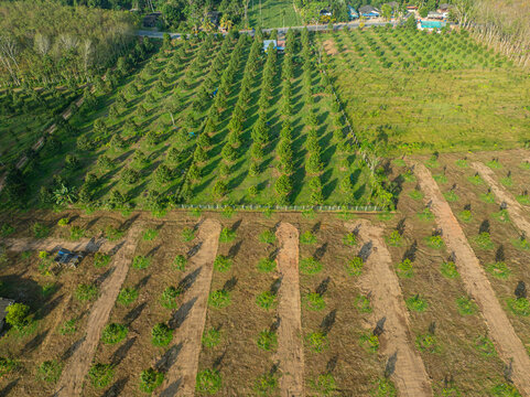 Aerial view durain fruit forest plantation tree on mountain hill
