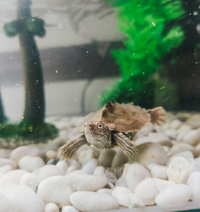 Elegancia Acuática: Tortuga Nadando en su Pecera