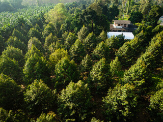 Aerial view durain fruit forest plantation tree on mountain hill
