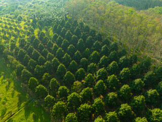 Aerial view durain fruit forest plantation tree on mountain hill