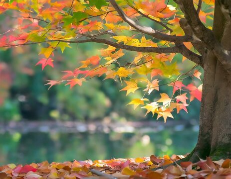Folhas de Pl&aacute;tano no outono, autoral 