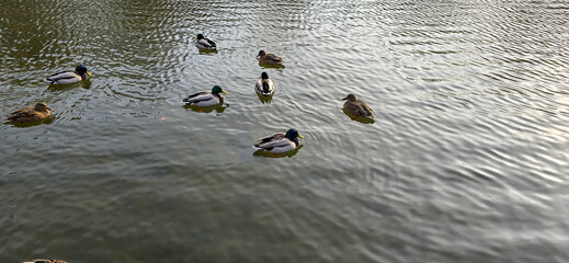 Malard Duck swims on a sea in the water (Anas platyrhynchos)