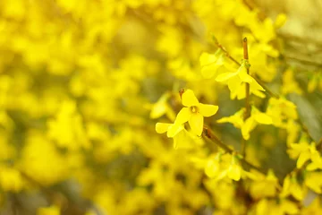 Foto op Plexiglas Beautiful Yellow blossoms of forsythia bush © Екатерина Арцыбашева