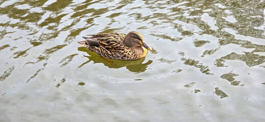 Malard Duck swims on a sea in the water (Anas platyrhynchos)