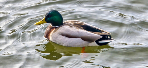 Malard Duck swims on a sea in the water (Anas platyrhynchos)