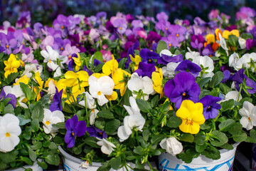 Viola hybride on colour Different colours, spring flowers for planting.