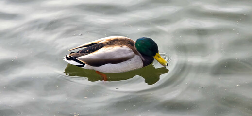 Malard Duck swims on a sea in the water (Anas platyrhynchos)