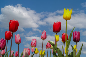 a beautiful group of different coloured tulips and a blue sky with white clouds in the background