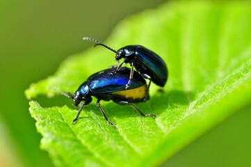 Close-up of a pair of beetles mating on a green leaf