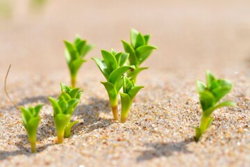 Tiny green shoots in the sand