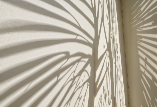 Shadow of leaves on white wall with sunlight and shadows