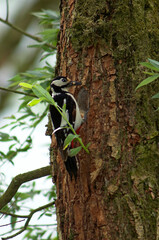Pic épeiche,.Dendrocopos major, Great Spotted Woodpecker