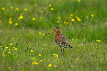 Barge à queue noire,.Limosa limosa, Black tailed Godwit
