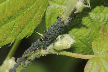 Blattläuse an einem Brombeerstrauch, Aphis fabae, Aphidoidea, Sternorrhynch