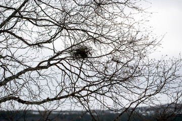 tree branches against blue sky, jämtland,åre,sverige,sweden,norrland,europa,Mats