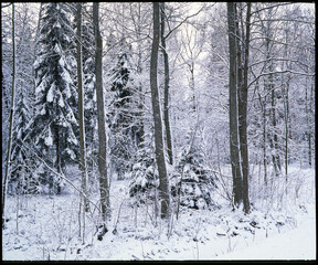 winter forest in winter,nacka,sverige,sweden,Mats