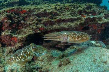  Common cuttlefish (Sepia officinalis) Tenerife, Canary Islands, Spain.