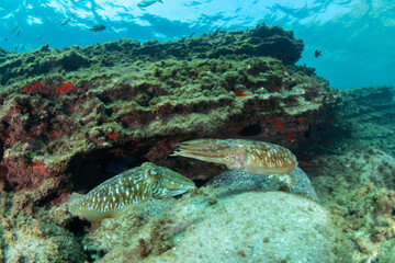  Common cuttlefish (Sepia officinalis) Tenerife, Canary Islands, Spain.