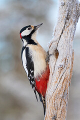 Great spotted woodpecker (Dendrocopos major)