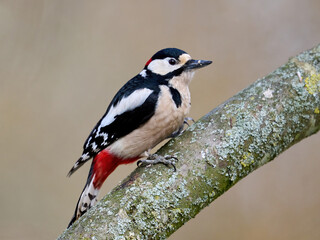 Great spotted woodpecker (Dendrocopos major)