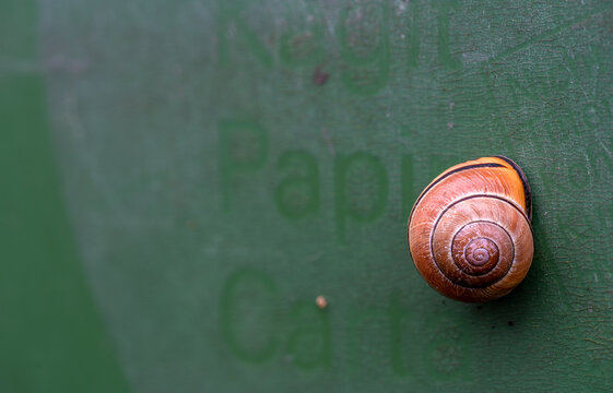 orange-braune Hain-B&auml;nderschnecke auf gr&uuml;nem Plastik von Papiertonne mit Aufschrift "Kagit Papir Carta",  Nahaufnahme