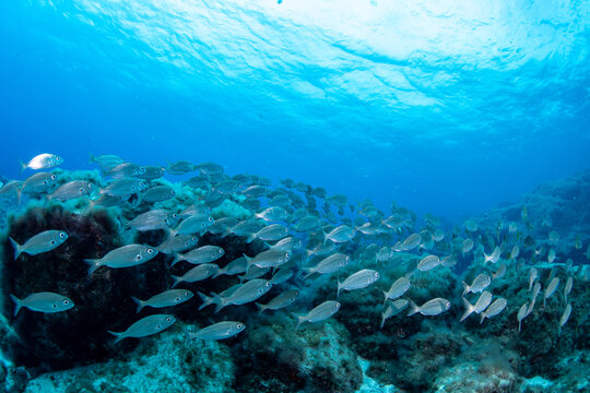 School of Axillary seabream (Pagellus acarne) near rocky reef, Abades, Tenerife