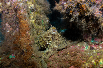 Common Octopus (Octopus vulgaris) in Tenerife Waters
