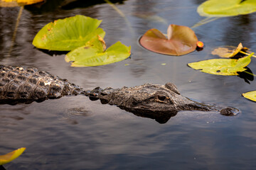 An alligator floats on the surface of water in the Everglades, Florida
