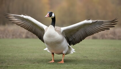 A Goose With Its Wings Spread Wide Ready To Defen - obrazy, fototapety, plakaty