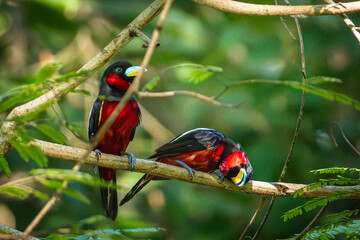 Black and Red Broadbill (Cymbirhynchus Macrorhynchos)

