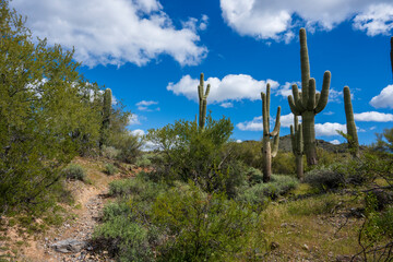 A trail in the Arizona desert