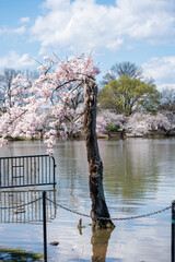 Stumpy, the beloved tree on the Tidal Basin, in its 2024 final full bloom with cherry blossoms for...