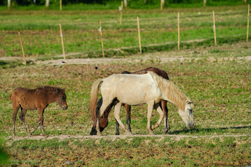 Naklejka na ściany i meble horses in the meadow at countryside