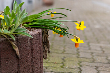 a daffodil fading in a flower pot