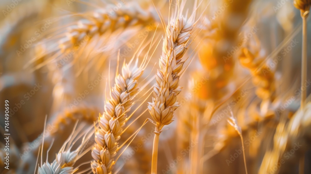 Poster a detailed view of a bunch of wheat. suitable for agricultural concepts