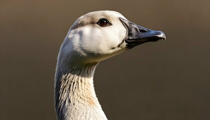 A Goose With Its Head Held High In Confidence