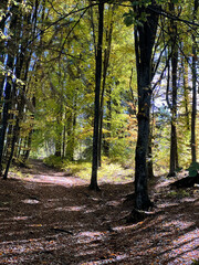 Bosco, foglie, autunno