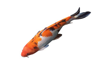 Cutout of an isolated Japanese koi fish swimming in the water with the transparent png background	