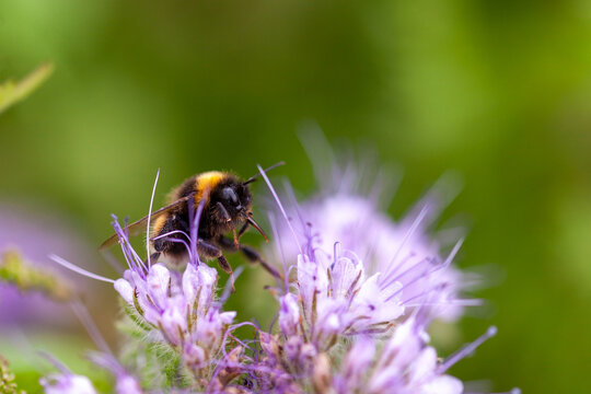 Les pollinisateurs - Bourdon terrestre butinant des fleurs de phacélie