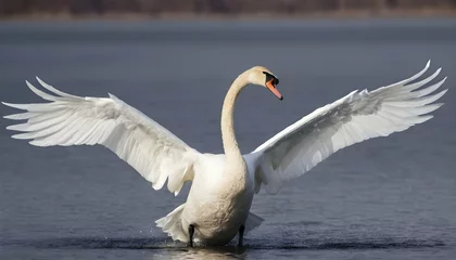 Deurstickers A Swan With Its Wings Flapping Taking Off Into Th © Adiba