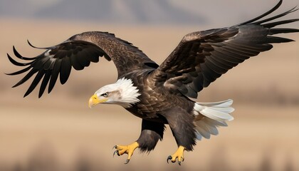 An Eagle With Its Wings Angled Sharply Turning In