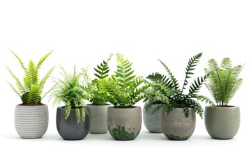 Four potted plants lined up in a row, suitable for home decor