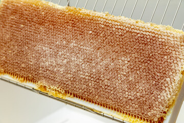 Apiculture - A la miellerie - Cadre de récolte rempli de miel posé dans sur un bac à...
