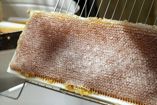 Apiculture - A la miellerie - Cadre de r&eacute;colte rempli de miel pos&eacute; dans sur un bac &agrave; d&eacute;soperculer