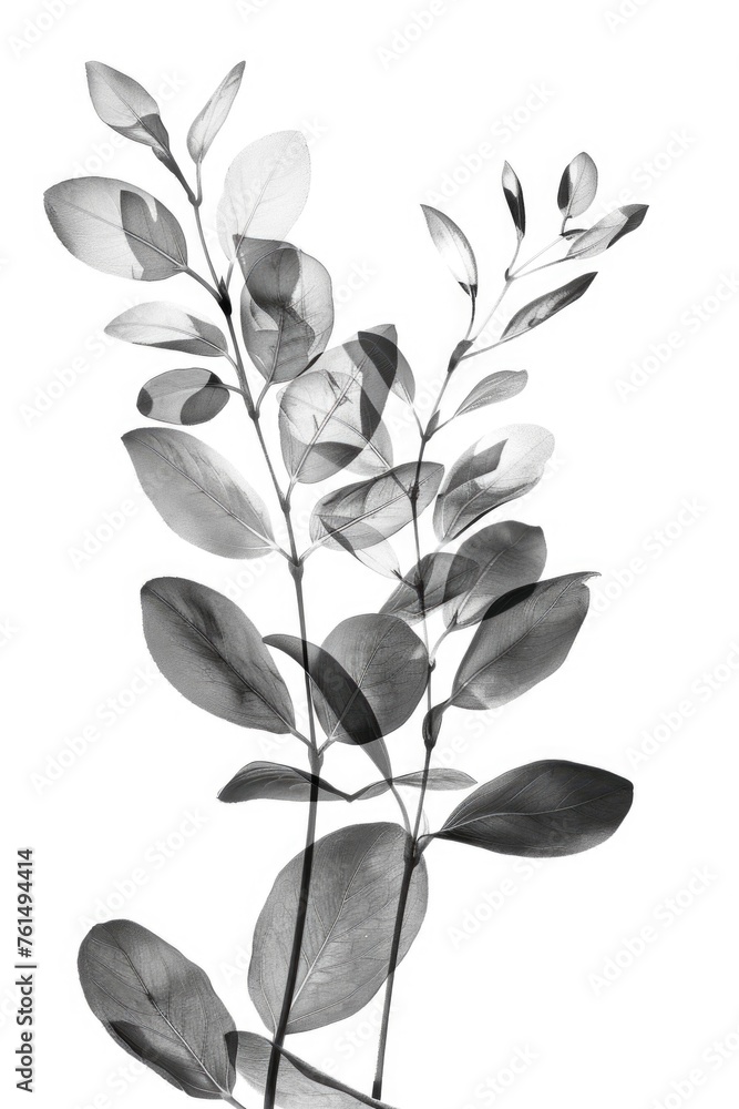 Poster black and white image of a plant, suitable for various design projects