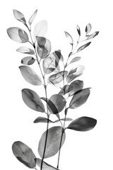Black and white image of a plant, suitable for various design projects