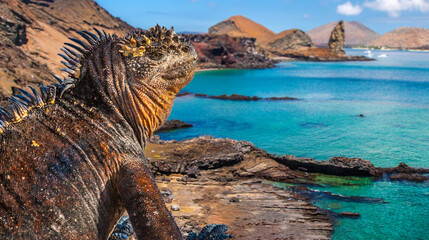 Galapagos Islands. Ecuador. Marine Iguana on the Pacific Ocean beach. The beach of the Galapagos...