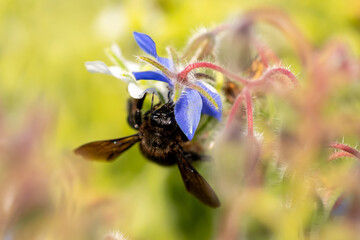 Gros plan sur une abeille charpentière (xylocope) butinant une fleur de bourrache bleu
