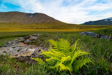 Beautiful green ferns growing in the Sarek National Park wilderness in Sweden. Summer landscape of Northern Europe with native plants.